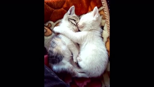 两只小奶猫搂在一起睡觉的样子太可爱了