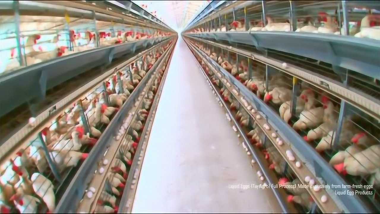 养鸡系统全流程自动化，几个人养几百万只鸡_腾讯视频