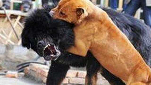 斗狗实拍比特犬咬死藏獒激烈打斗周围人吓得都不敢靠近