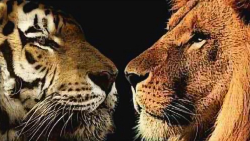 老虎和狮子谁厉害？单论轻功，老虎完虐狮子