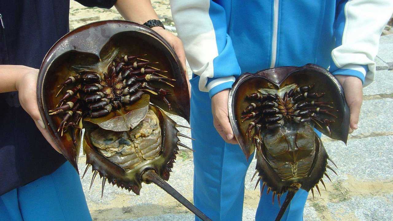 世界上最古老的生物,血液是蓝色,比黄金还珍贵!可惜快被吃光了