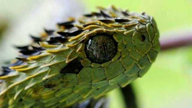 世界上最帅的蛇基伍树蝰身披彩鳞的铠甲勇士