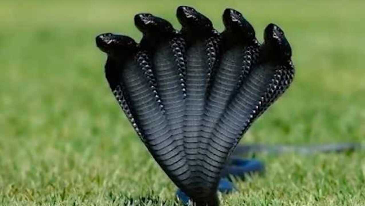 世界上真的存在五头蛇?印度人却这样说出真相,令人吃惊!