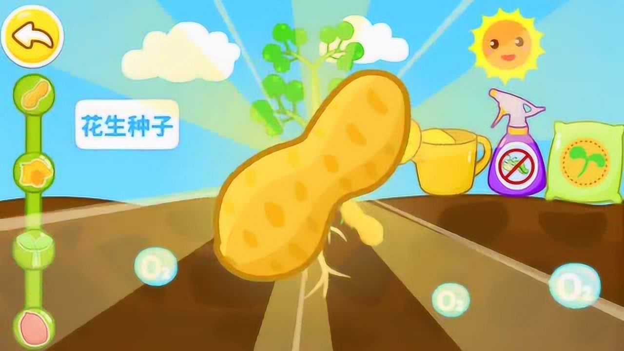 宝宝动画花生种子成长记