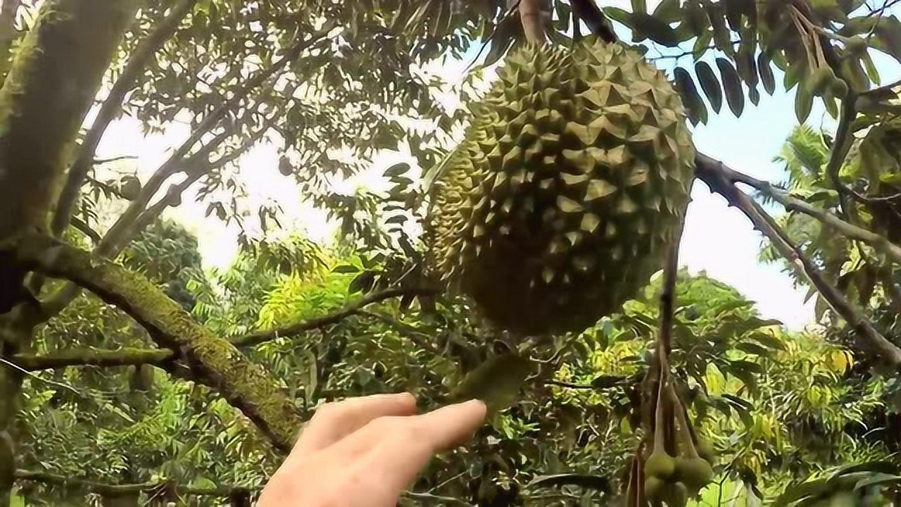 榴莲树林中，满树的榴莲，摘一个下来吃_高清
