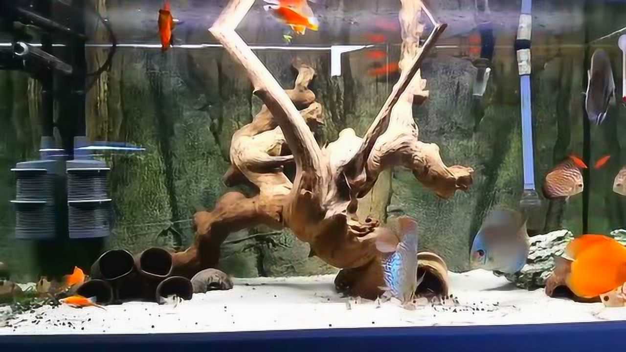 魚缸造景餵養七彩神仙魚大家看看他的魚缸是否漂亮