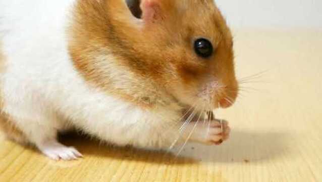 仓鼠吃面包虫发出的声音,听过几遍还不过瘾