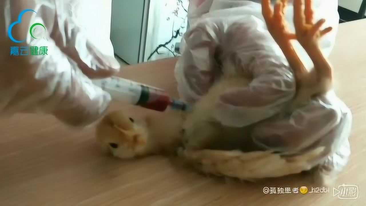 雏鸡心脏采血_高清1