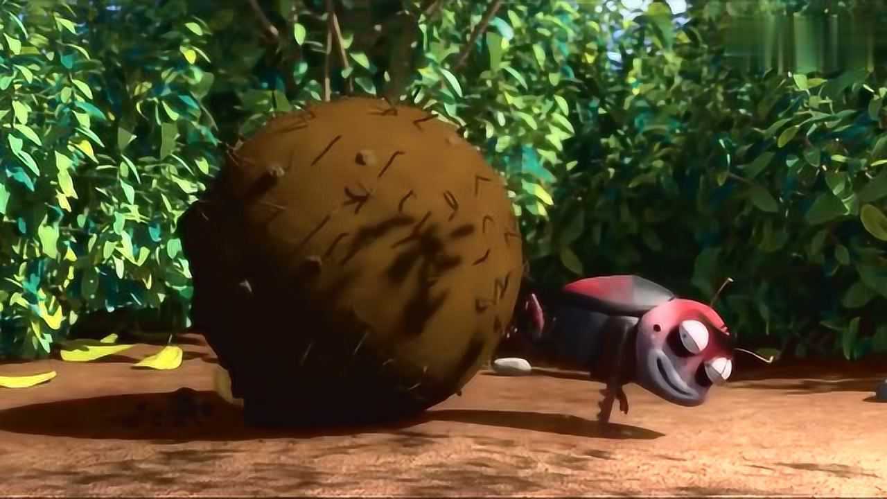 爆笑虫子黄虫在屎壳郎的屎球上开了一条隧道