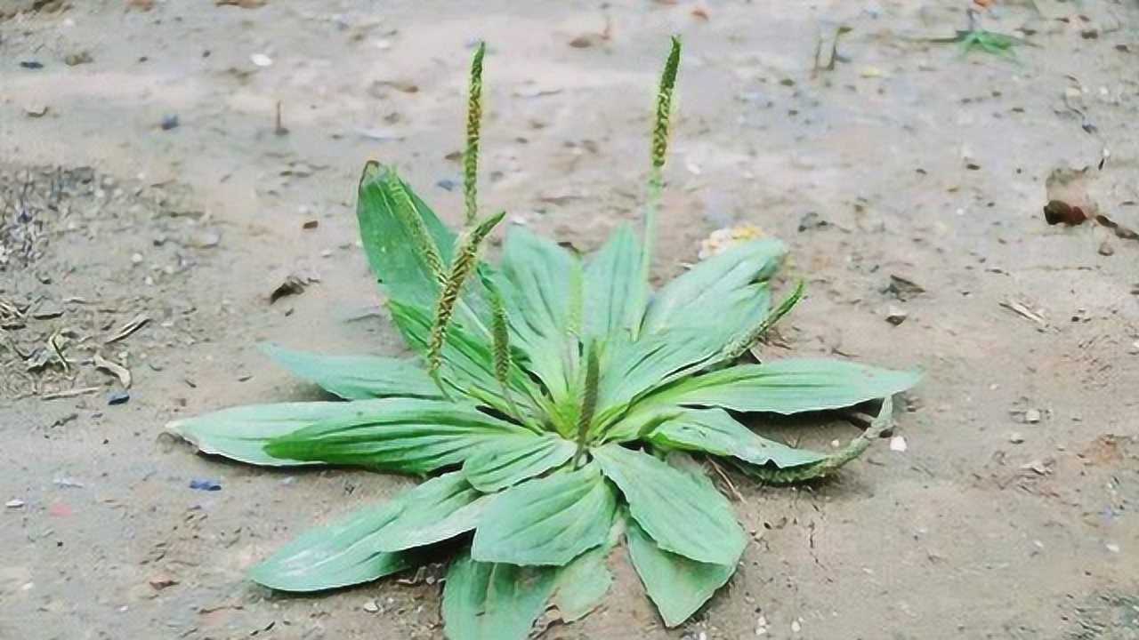 一种简单还不花钱的神奇草药让你轻松治疗感冒