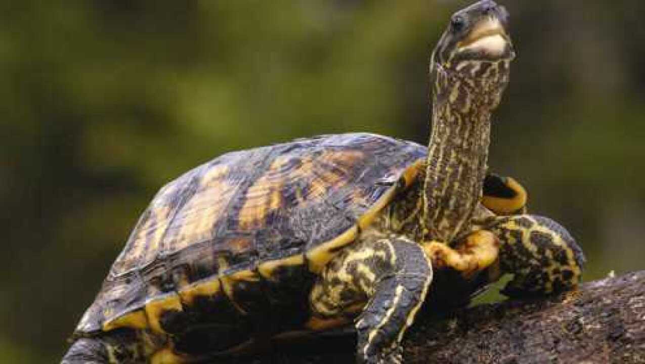 动物们的真实叫声,乌龟的声音把我听害羞了