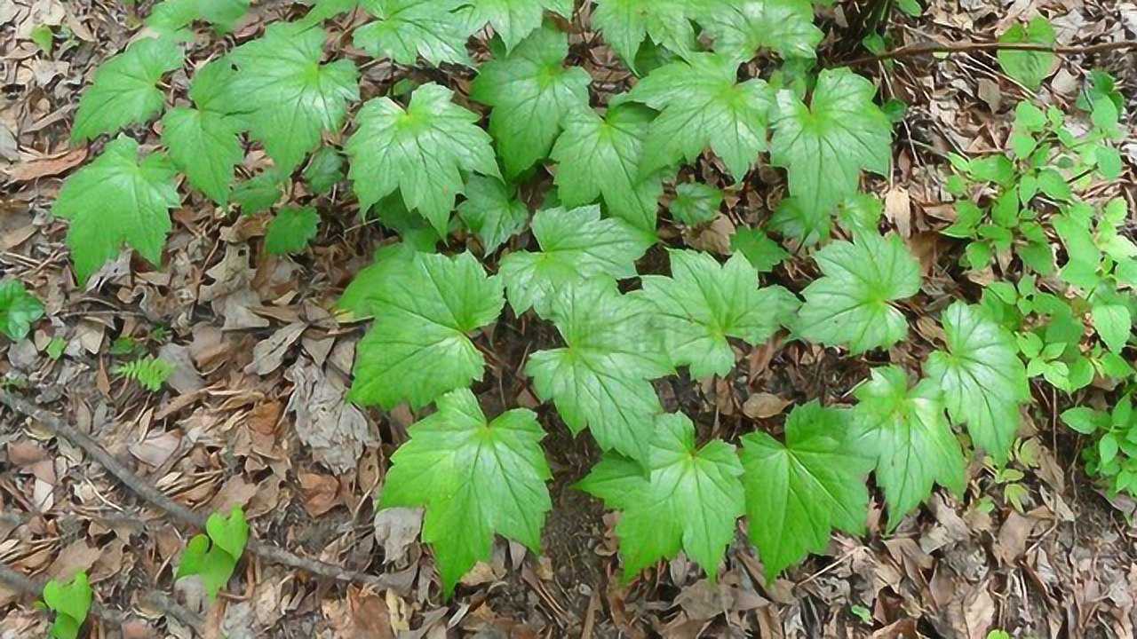 农村称它"三面刀",老人用它泡酒治风湿,专家却用它降血压!