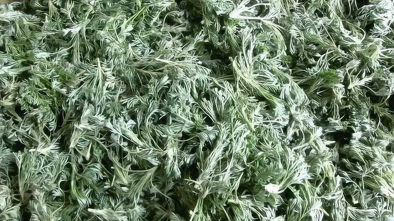 白蒿茶——三农创客