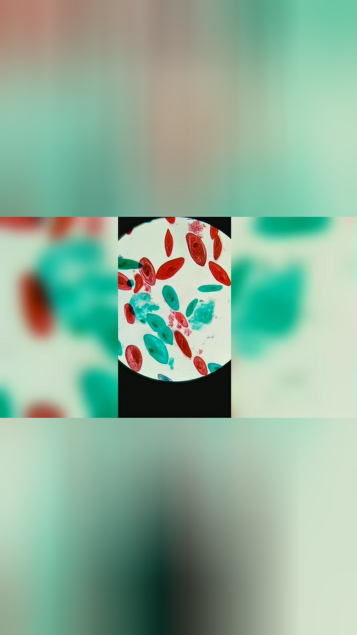 微观之草履虫装片