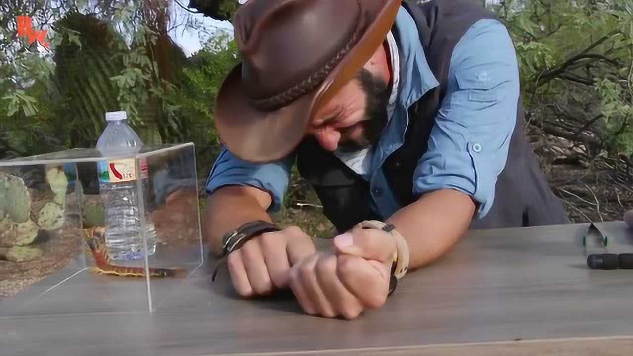 狼叔荒野探险被北美巨人蜈蚣咬一口会有多痛