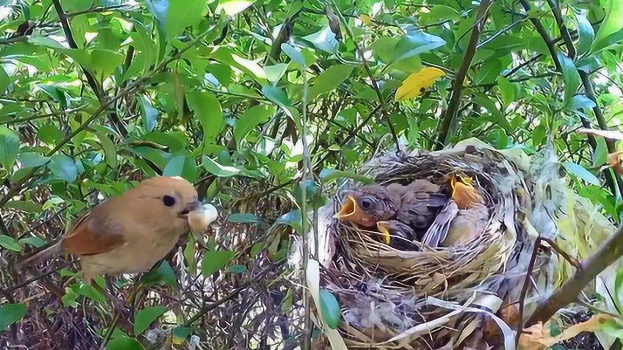 美丽的野生黄藤鸟,镜头拍下成长全过程