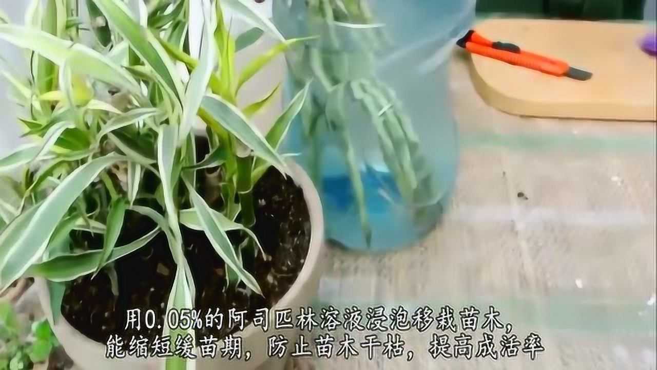 谁还花钱买生根粉用一点调味料自制生根水再难插活的花都养活