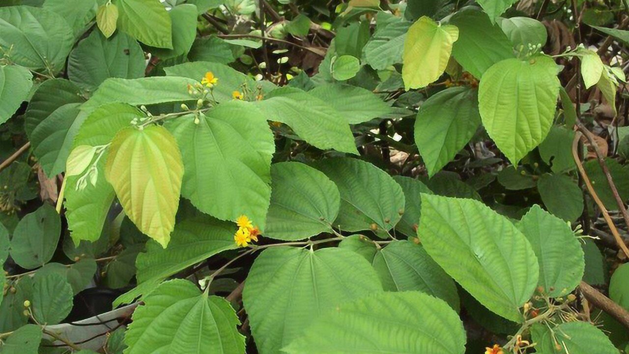 农村野草"小白药",专治外伤流血,研磨外敷紧急止血有疗效!