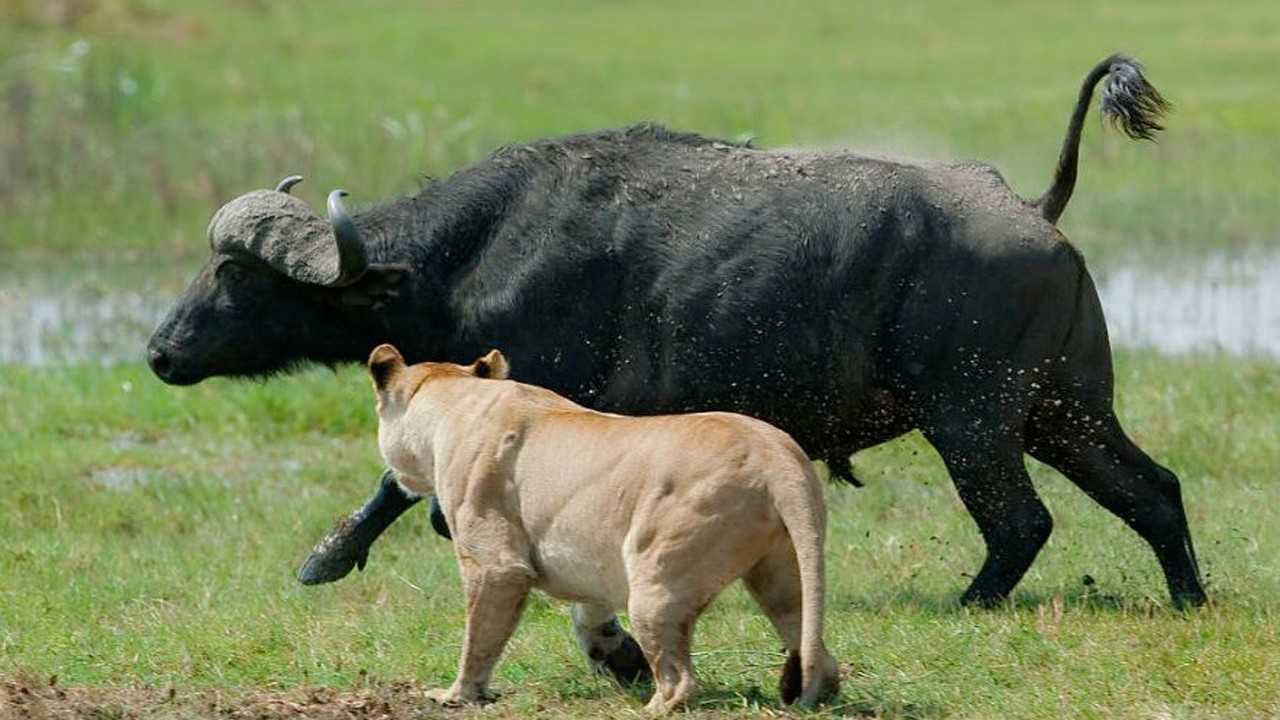 疯狂的狮子围捕水牛水牛奋力反击场面不堪入目