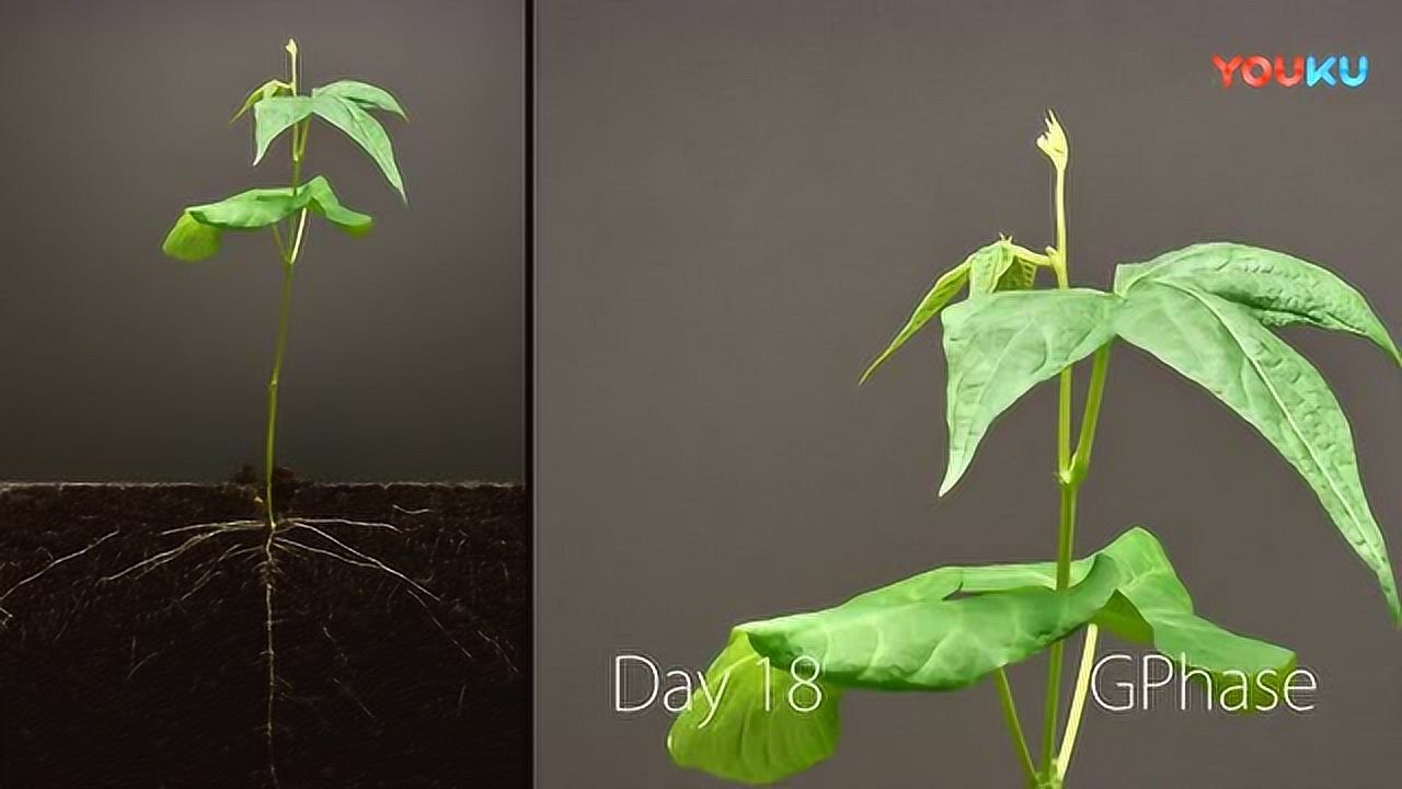 种子发芽全过程_高清