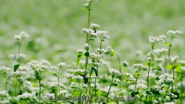 一曲《Blossoms》悠远深邃,意境优美!