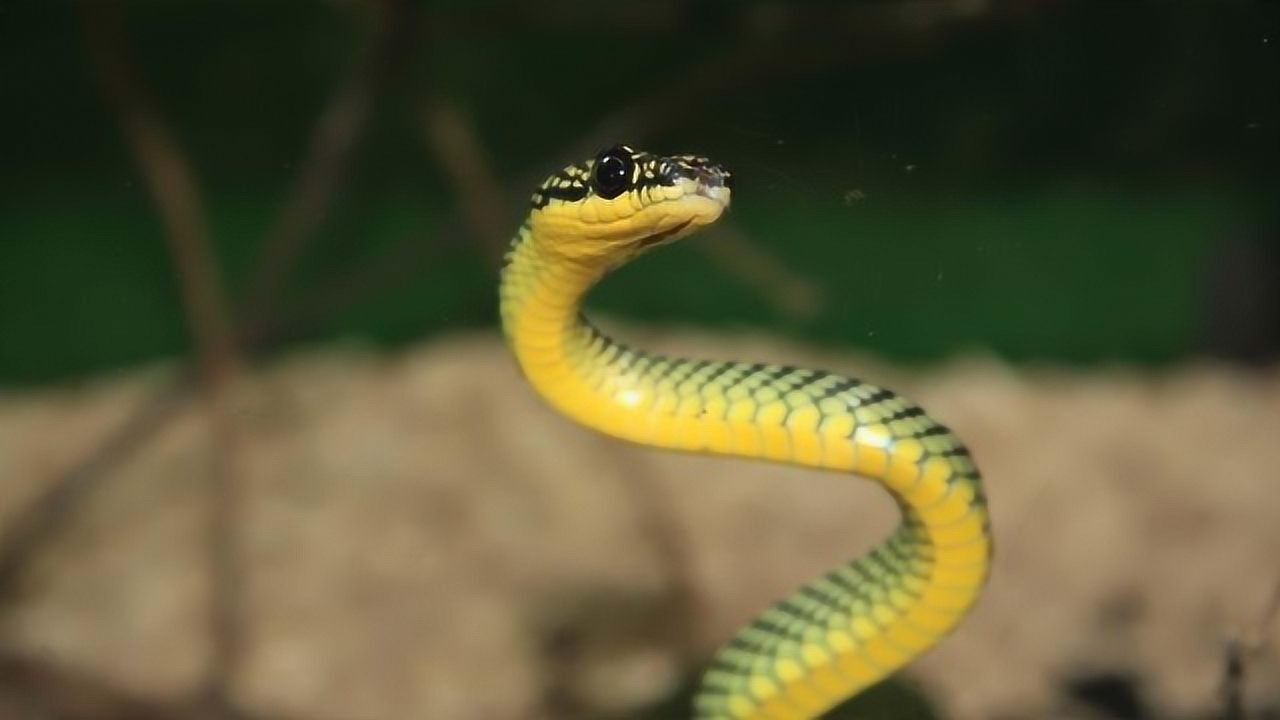 巨型蜈蚣大战毒蛇,为什么蜈蚣能把毒蛇杀死?看完真是大开眼界