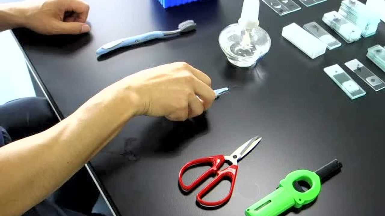 线虫挑针制作方法_高清1080P在线观看平台_腾讯视频