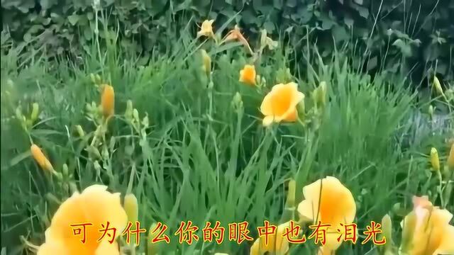 一曲催泪伤感情歌《最后的夏天 》歌词句句戳心,唱的都是泪!