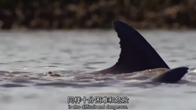 奇妙的海洋世界,鲨鱼,海洋生物中凶残的猎食者