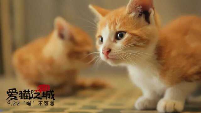 《爱猫之城》推广曲《猫语》MV