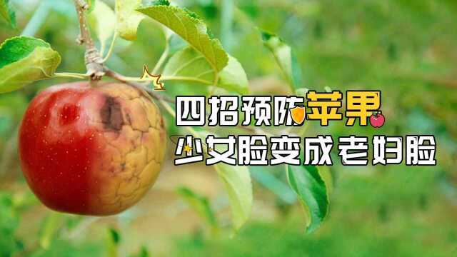 苹果摘袋后突然皱缩是怎么回事?如何防治?