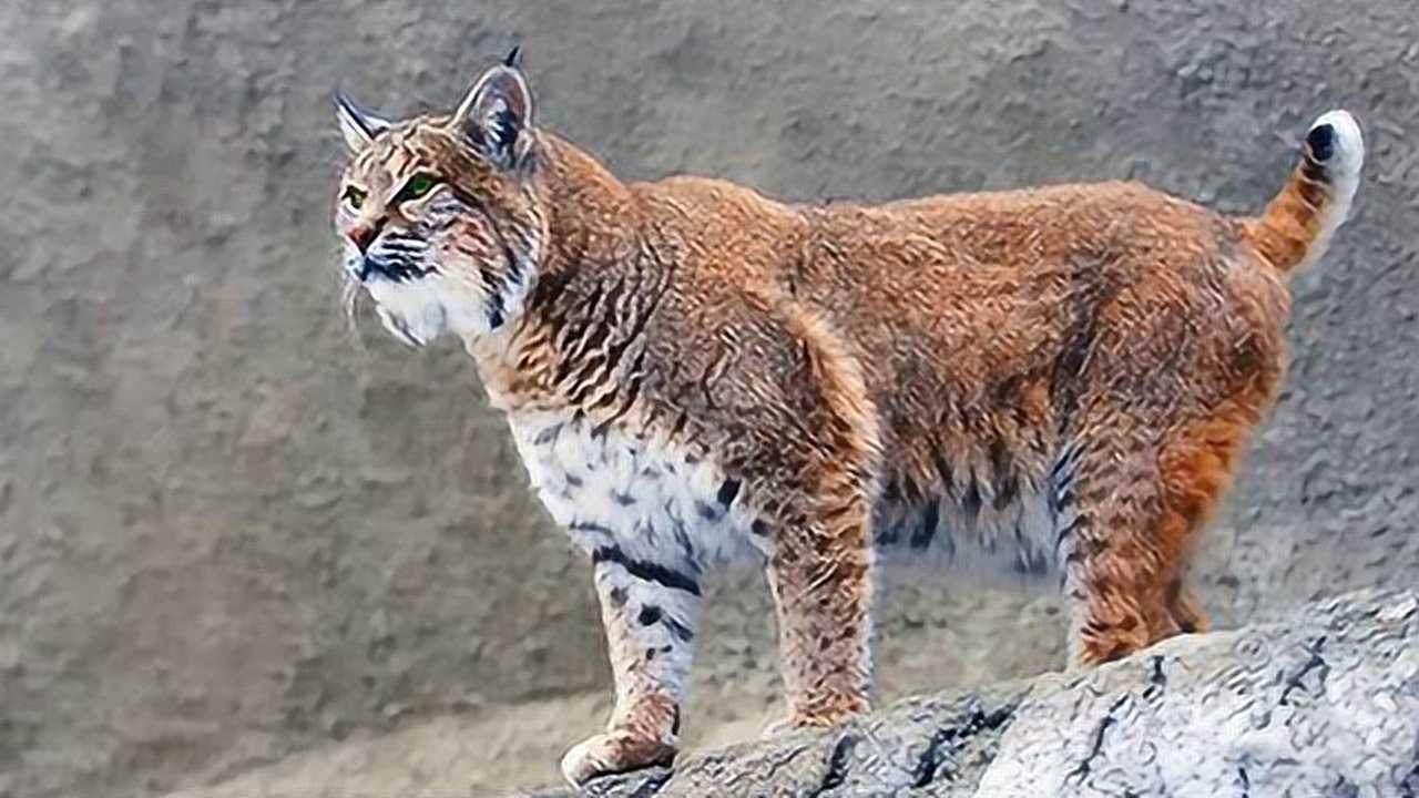 实拍猞猁大战金雕绝对难得一见的画面