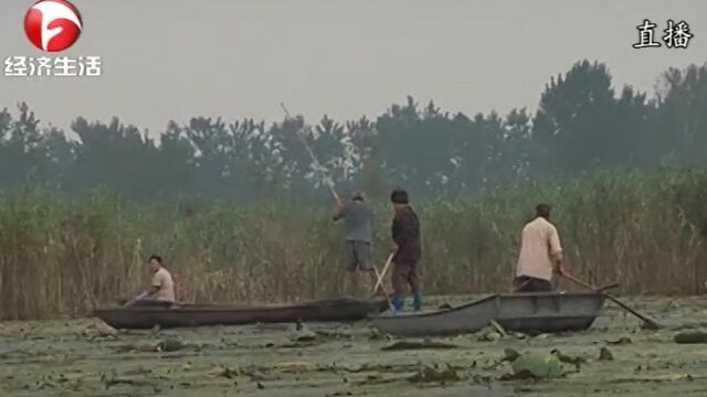 追踪报道:村民哄抢芡实 得到有效遏制