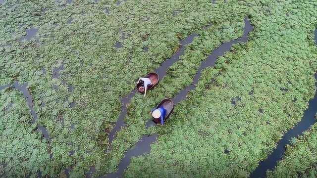 又是一年秋来时,江南独有水红菱