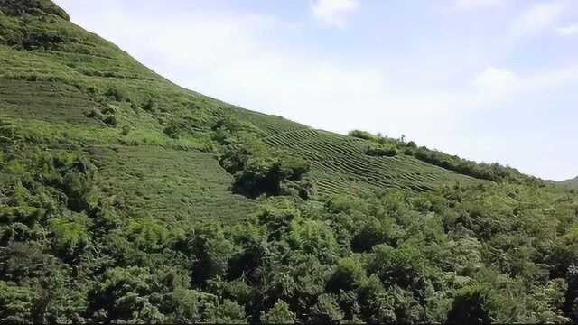 CUCN广电第十三届暑期教学实习暨社会实践贵州遵义支队《黔云雾茶》