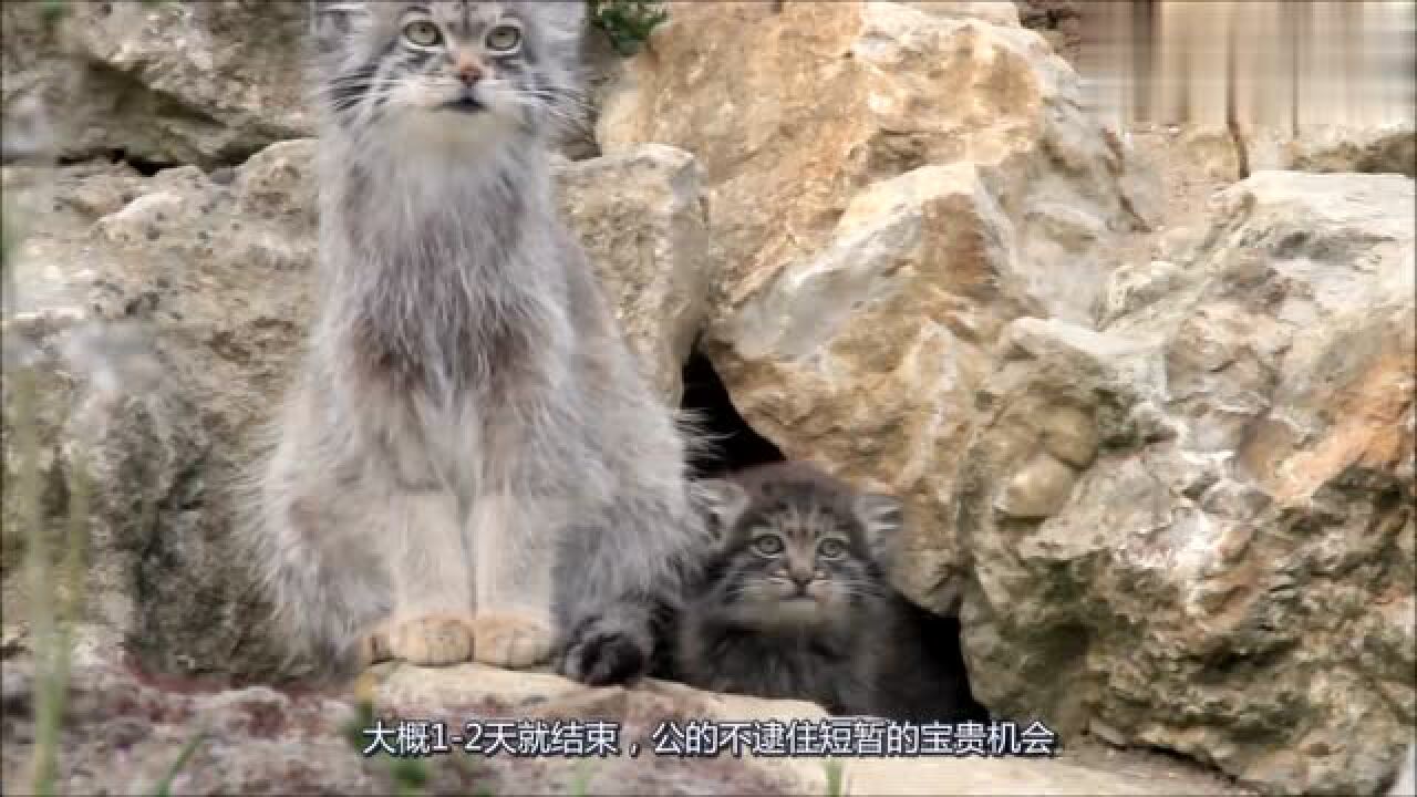 世界上最凶狠的猫科动物,兔狲,表情超丰富特别凶_腾讯视频