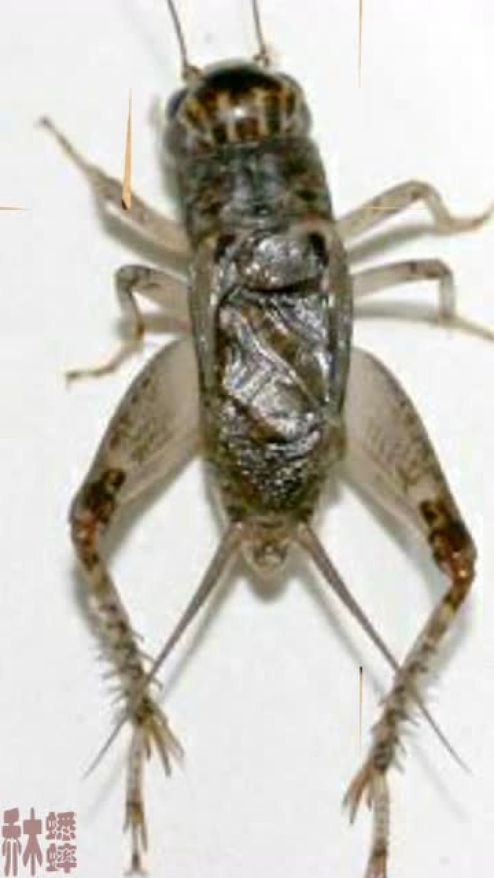 蟋蟀将军图谱集锦五, 超级大凶头! 斗蟋蟀斗蛐蛐