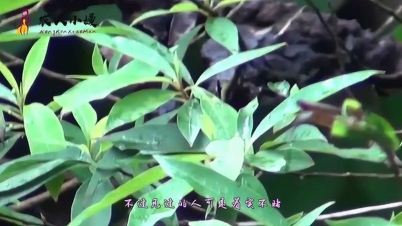 农村这牛筋树,很多人不认识,其实是治疗胃病的好东西!