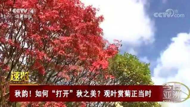 秋韵!如何“打开”秋之美?观叶赏菊正当时