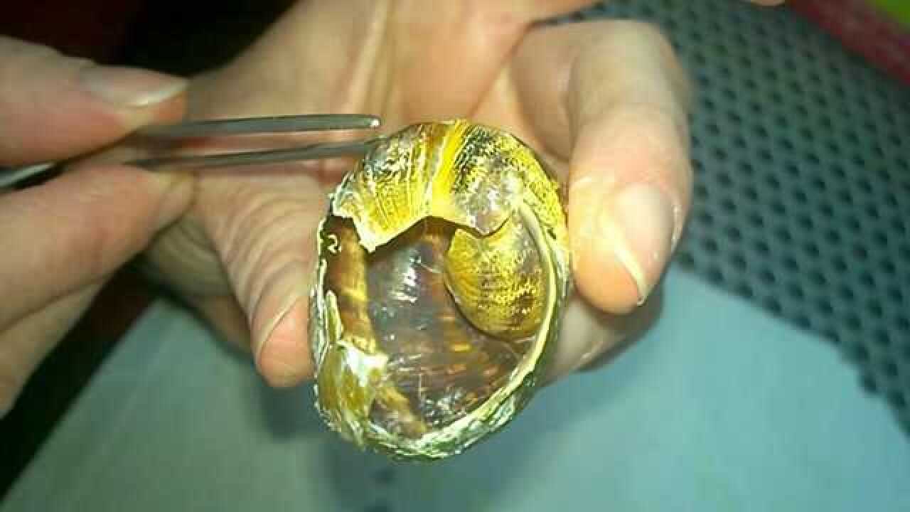 女子散步时踩碎蜗牛壳,连夜打飞的,把蜗牛送到顶级医院治疗!
