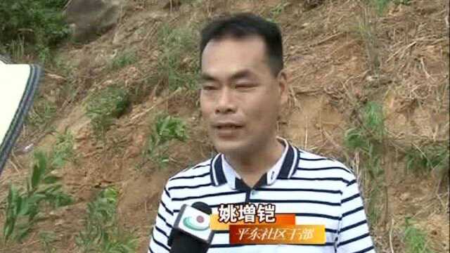 文光街道组织修护、复绿受损毁山林地