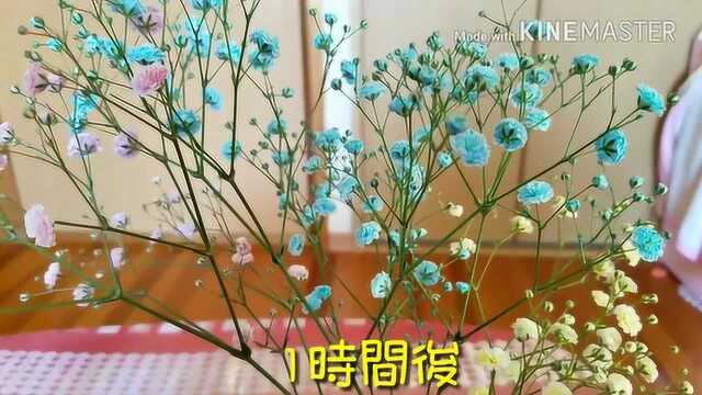 干花制作之满天星干花染色方法教程