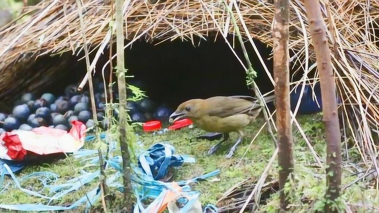 實拍園丁鳥求偶過程,先造房子再求親,網友:獨樹一幟