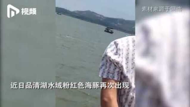 粉色海豚“做客”广东汕尾品清湖,水中玩耍嬉戏,萌翻众人