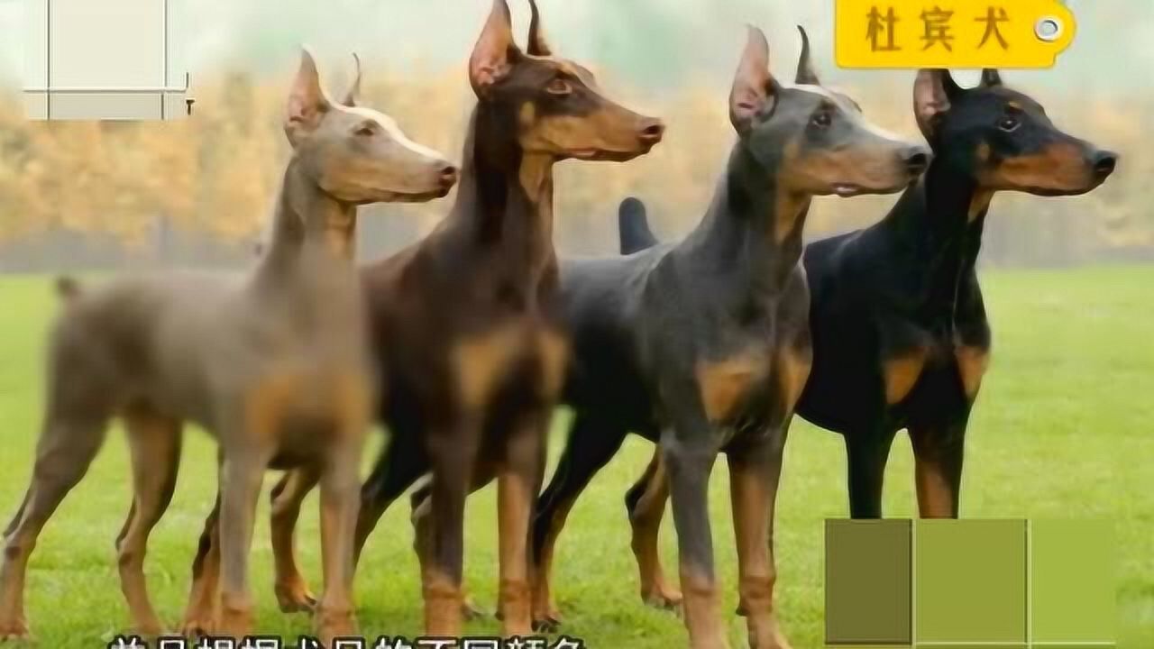 杜宾犬形象气质出众，眼睛最容易被忽视的细节也有标准有哪些？_腾讯视频