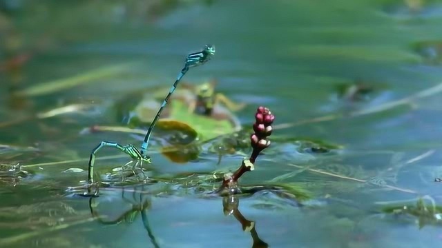 蜻蜓点水的景象,难得一见!