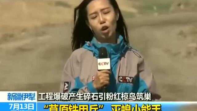 新疆伊犁 工程爆破产生碎石引粉红椋鸟筑巢