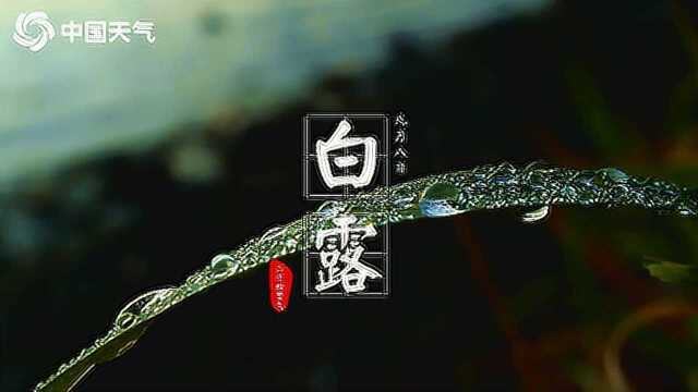 白露:秋风凉 雁南飞