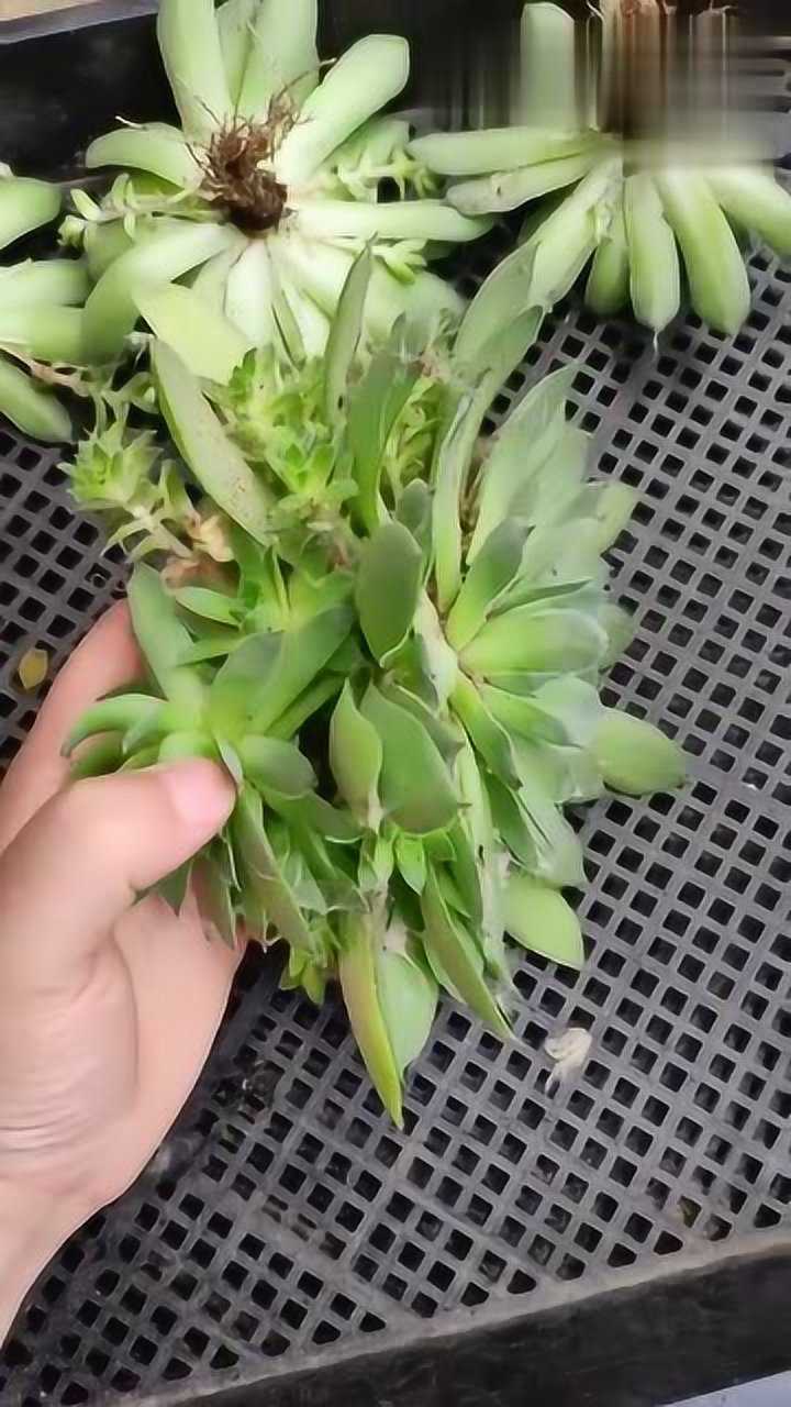 观音莲的繁殖比较简单,它容易爆侧芽,再把侧芽掰下来扦插就好了