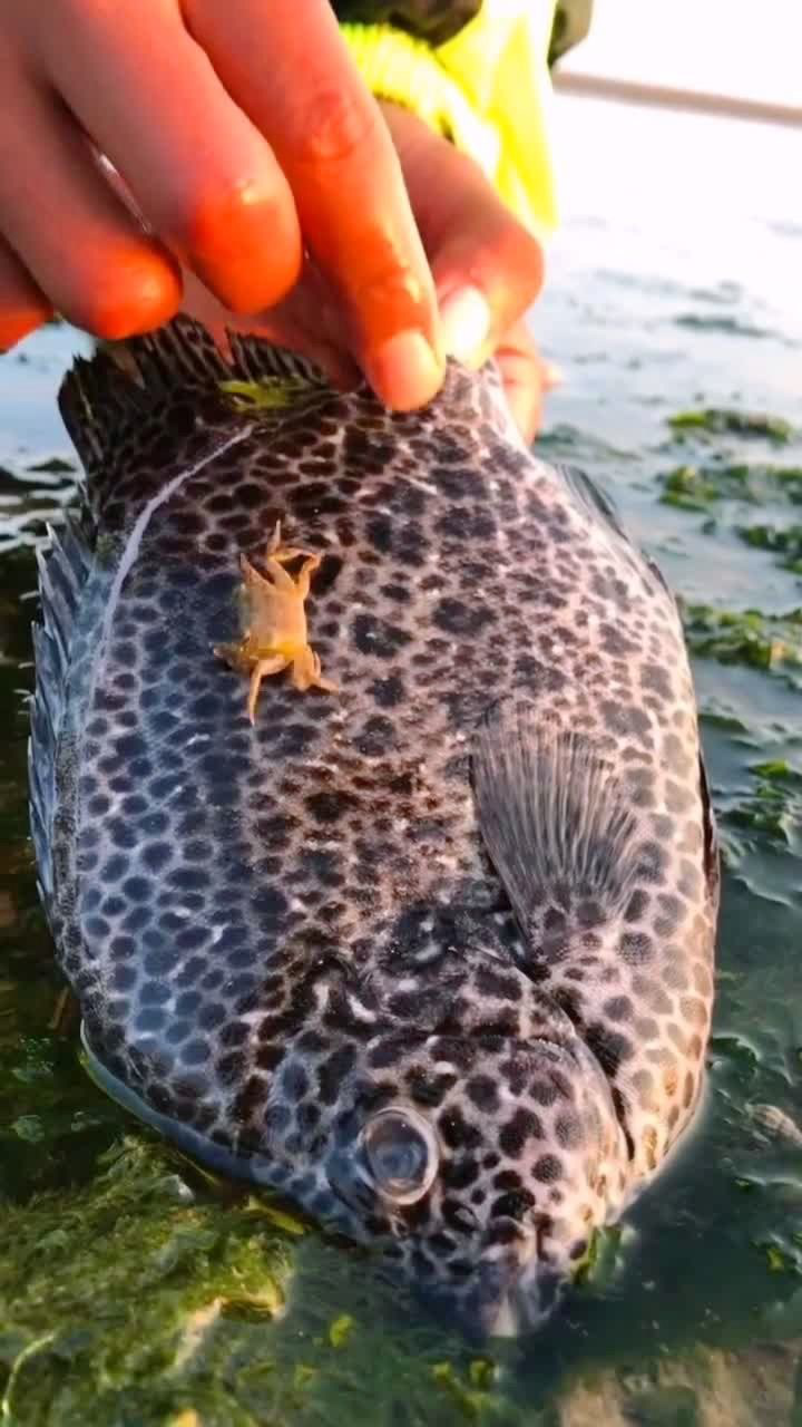发现更多有趣 花斑鱼